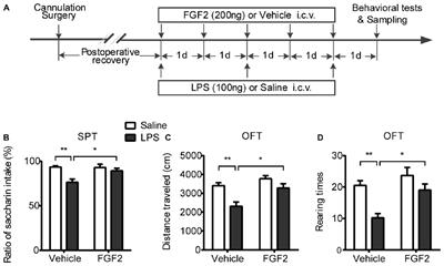 Fibroblast Growth Factor 2 Modulates Hippocampal Microglia Activation in a Neuroinflammation Induced Model of Depression